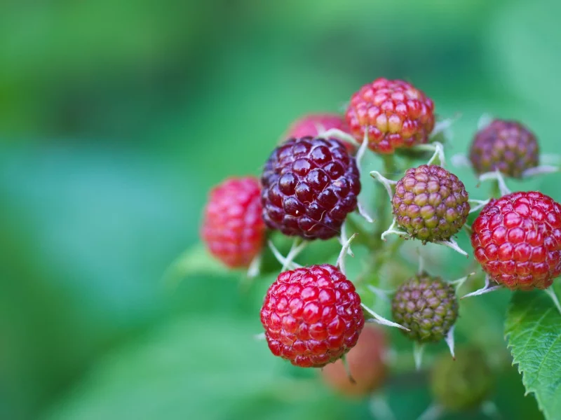 wild berries, ягода, лесная