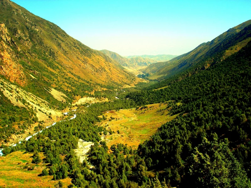 горы, далина, лес