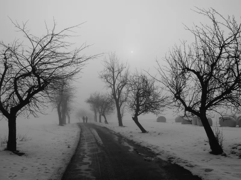 деревья, снег, прохожие, лужи на асфальте