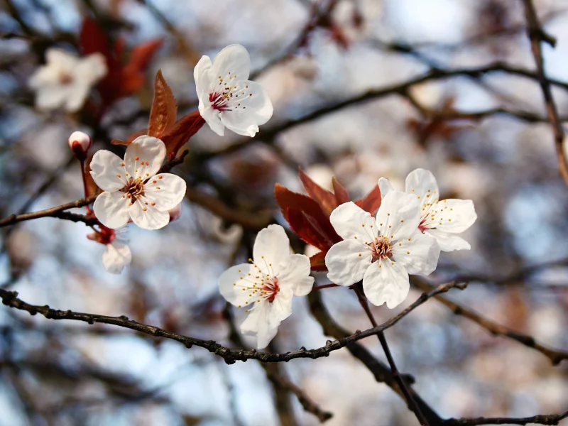 природа, spring, цветение, ветви, весна, листья, цветы