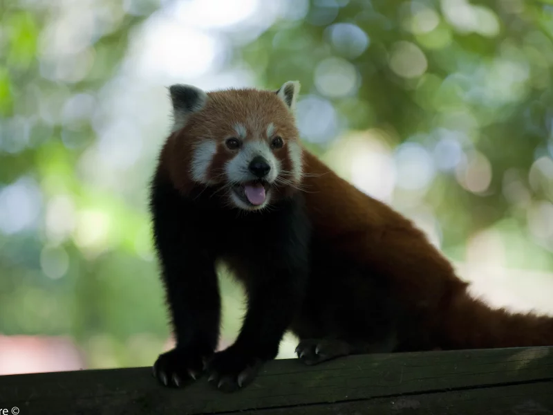 когти, язык, уши, мех, panda, усы, панда, хвост