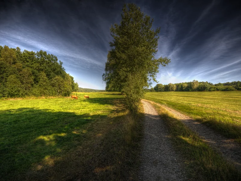 коровы, дерево, way to heaven, дорога