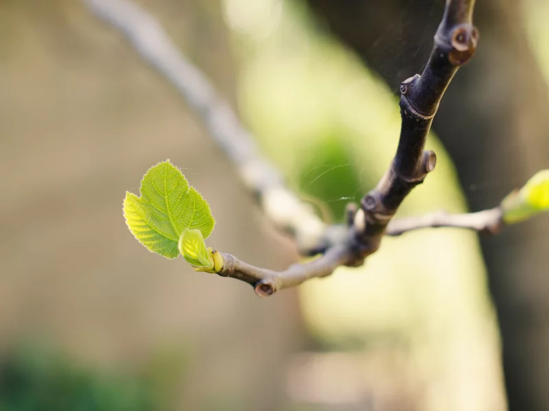 природа, nature, боке, web, bokeh, macro, ветка, branch, паутина, ростки, leaves, sprouts, макро, листья, 2560x1600