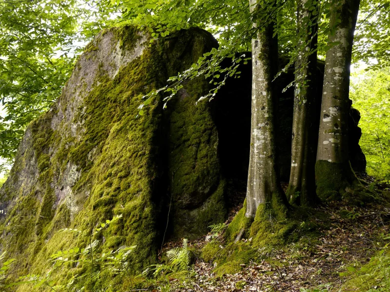 лес, деревья, мох, камень