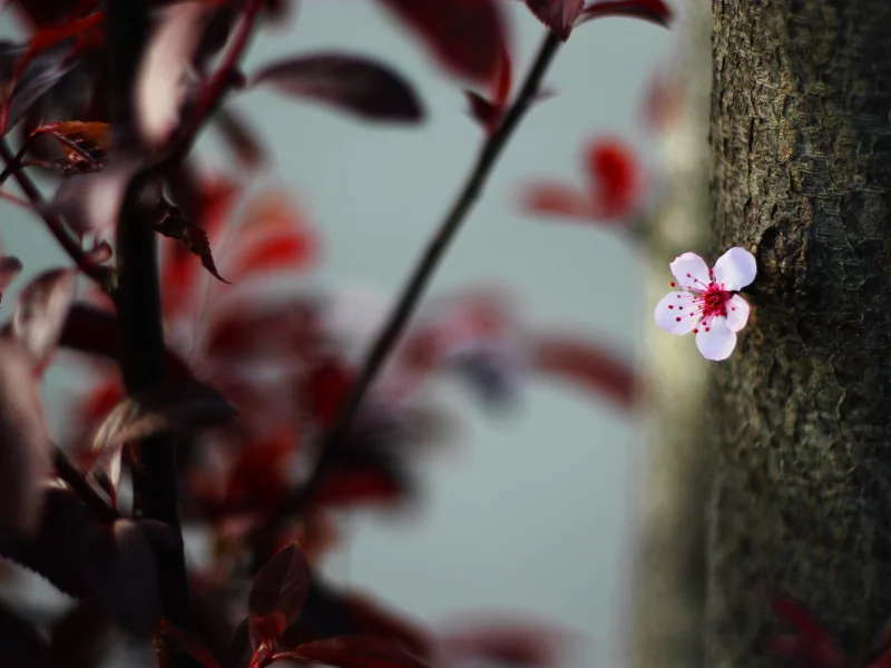 цветок, цветение, bokeh, листья, blossom, cherry, природа, дерево, nature, leaves, tree, 2560x1600, боке, вишня, flower