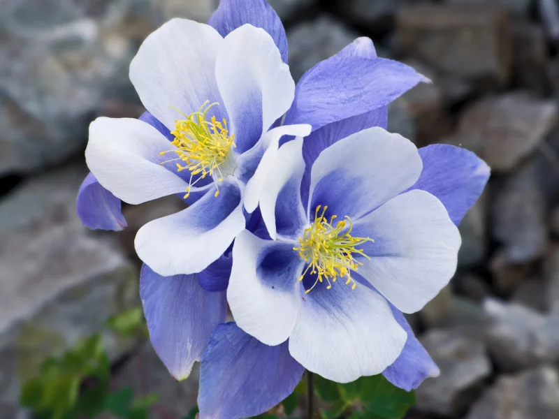 аквилегия, макро, камни, aquilegia, синий, цветы, нежность, голубой