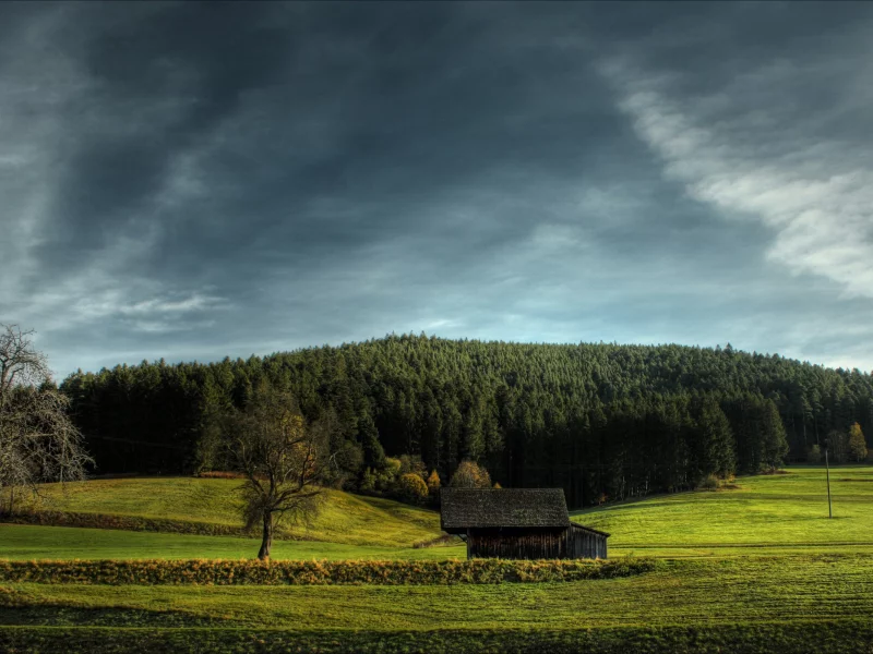trees, деревья, forest, красота, пейзаж, обои, grass, nature wallpapers