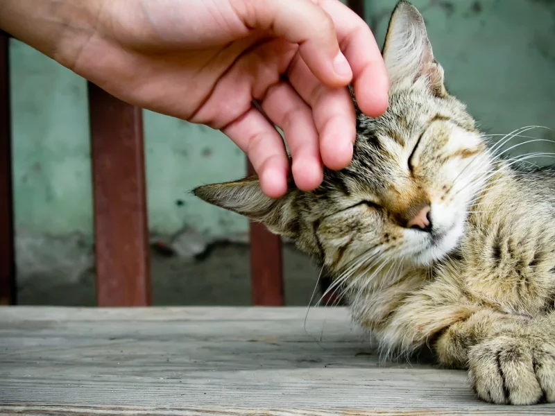 обои, ласка, кошка