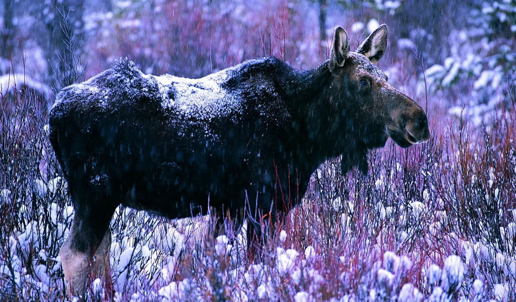 лес, лось, зима, снег