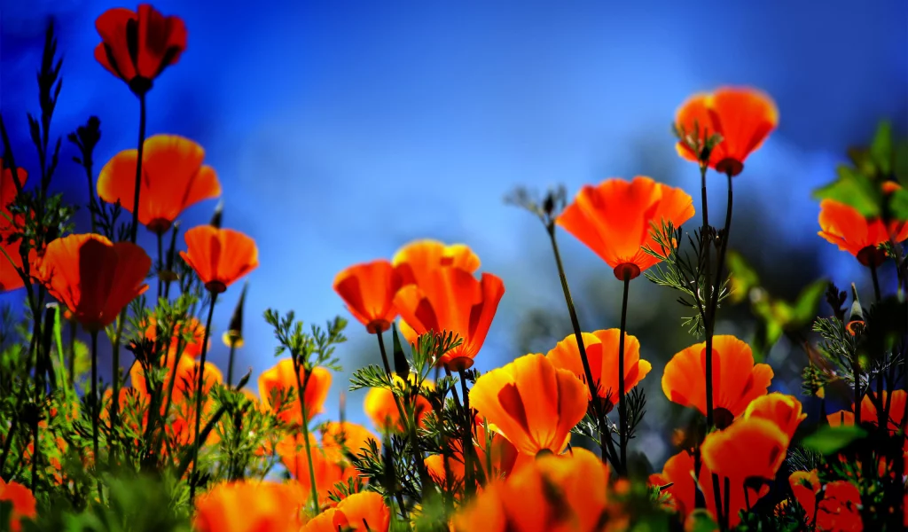 огонь, poppies on fire, маки