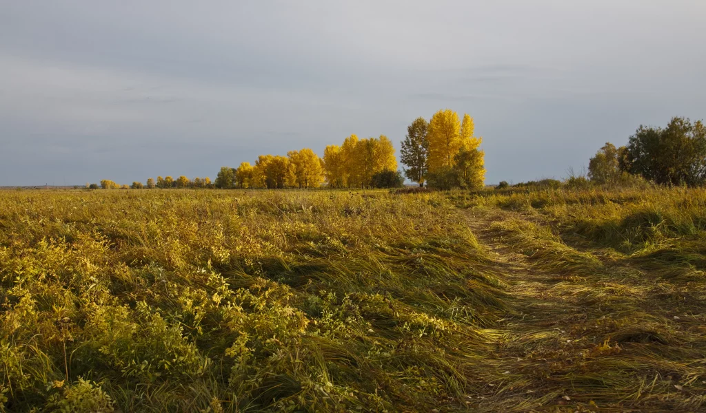 осень, даль, деревья