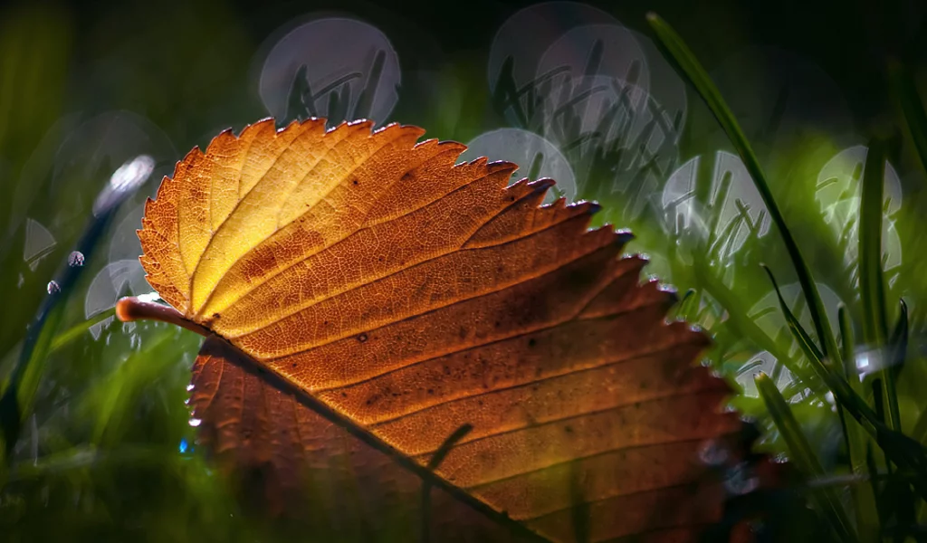 листик, макро, трава, leaves