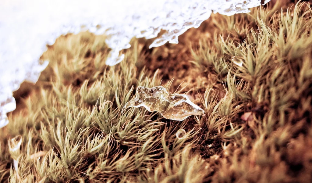 ice, трава, grass, лёд, drop