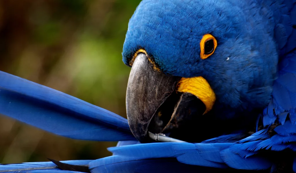 перья, blue feathers, чистит, попугай