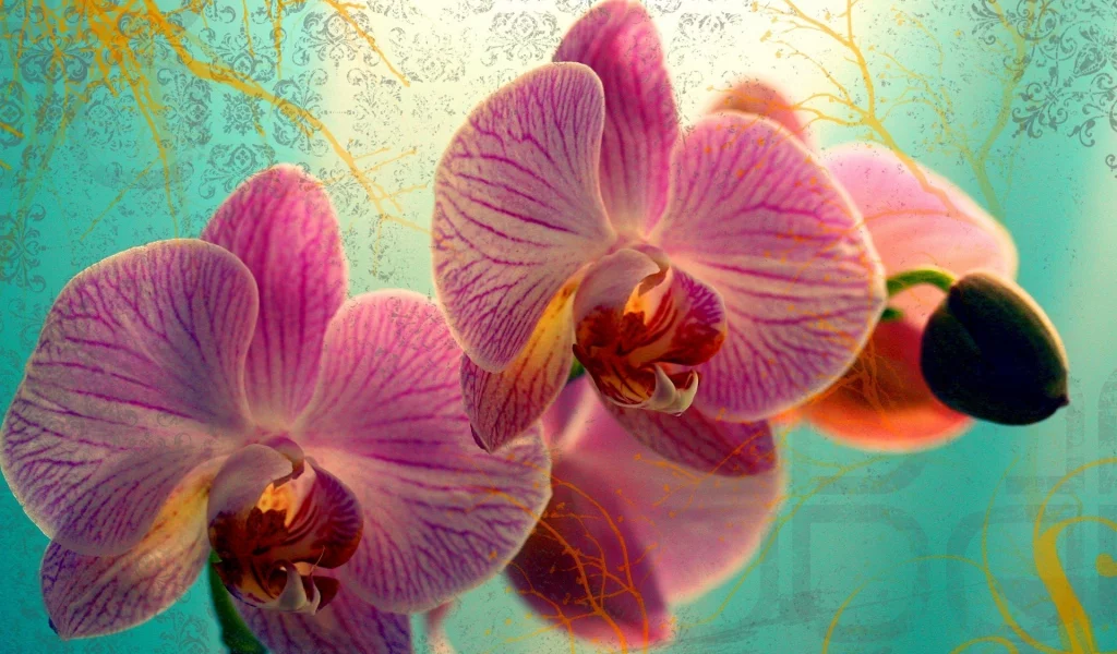 цветок, цветы, flowers, макро, бутон