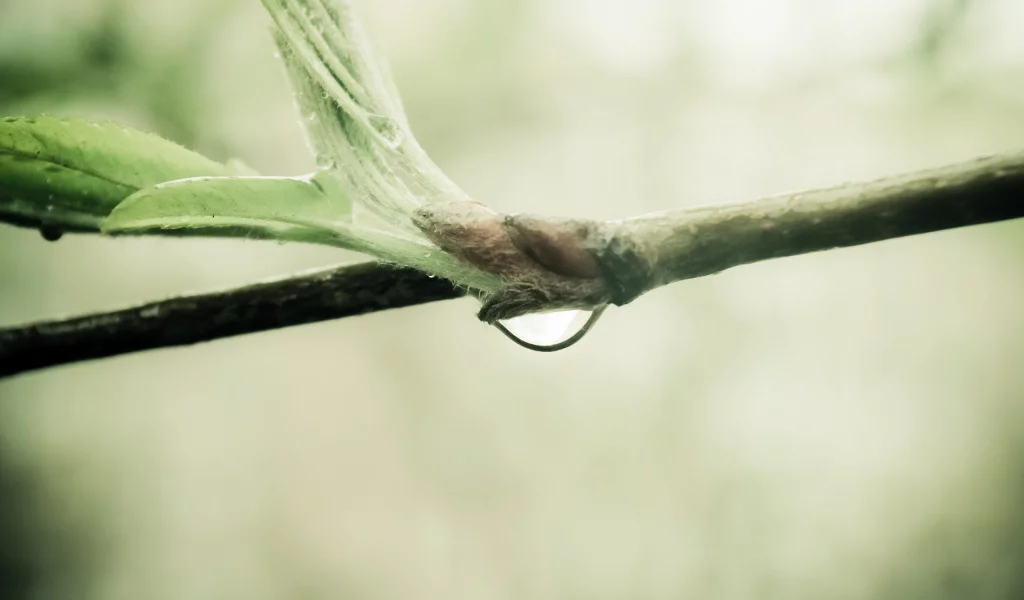 water drop, природа, sprout, nature, ветка, macro, branch, макро, 2560x1600, капля воды, росток
