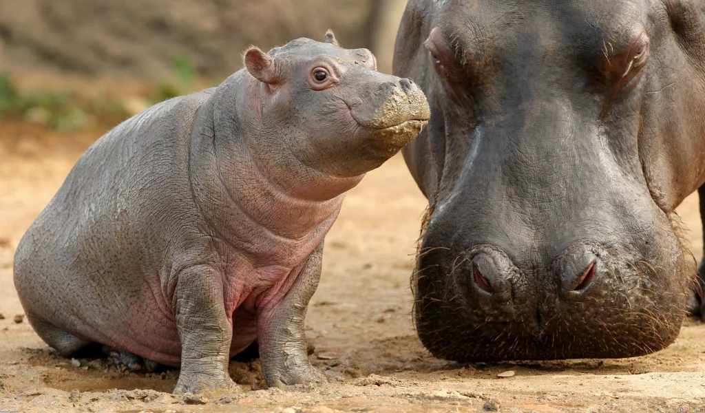 детеныш, гиппопотам, мать, бегемот, малыш, hippopotamus