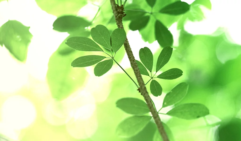 nature, ветка, лето, деревья, зелень, макро, листья, природа