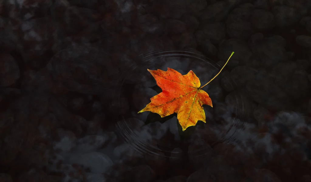 вода, осень, лист, cg