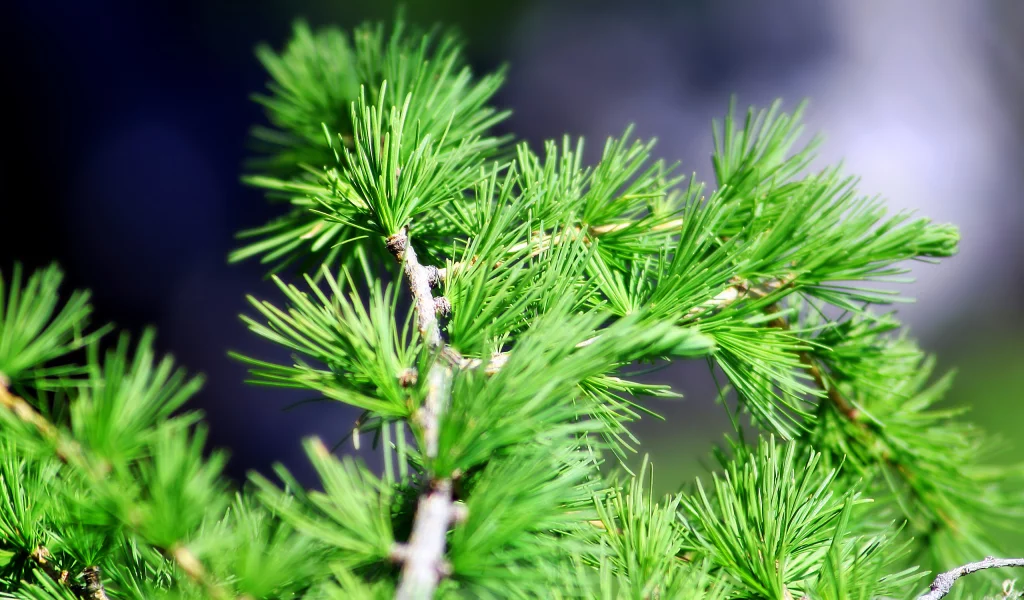 кедр, сосна, ель, хвоя, close pine