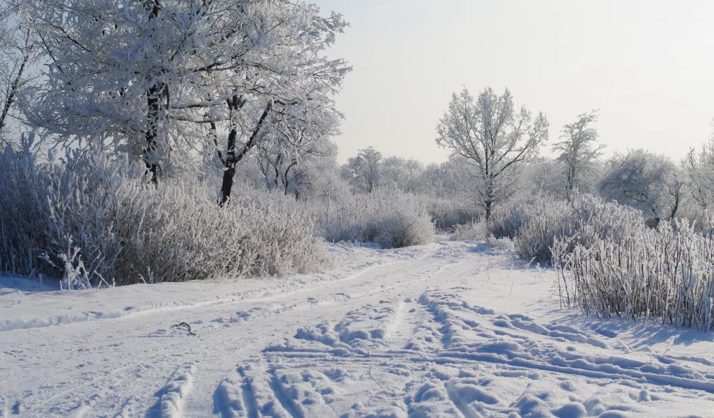 деревья в снегу, снег, утро, зима