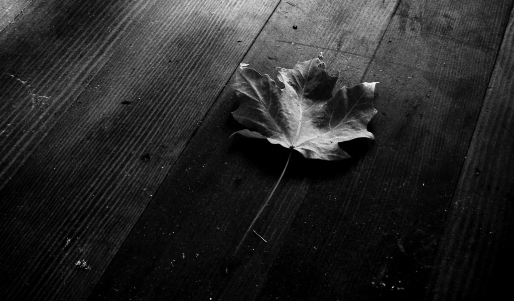 макро, листья, чёрный фон, leaves, листки, leaf, листок