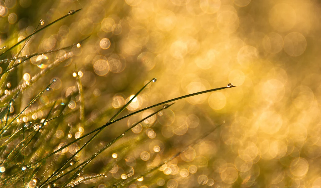 капли, bokeh, трава