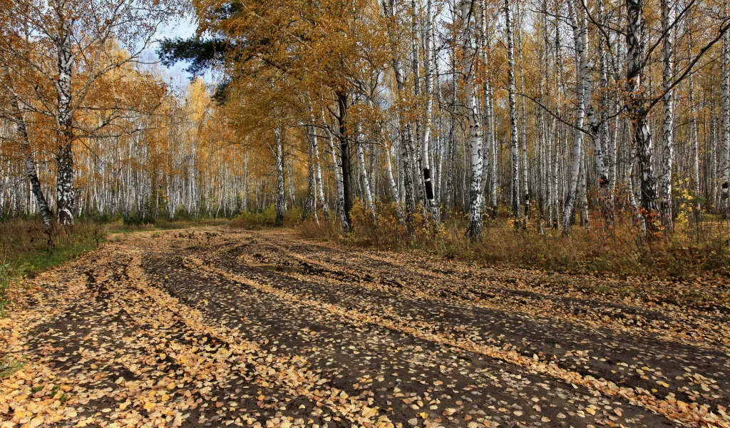 дорога, деревья, осень, лес