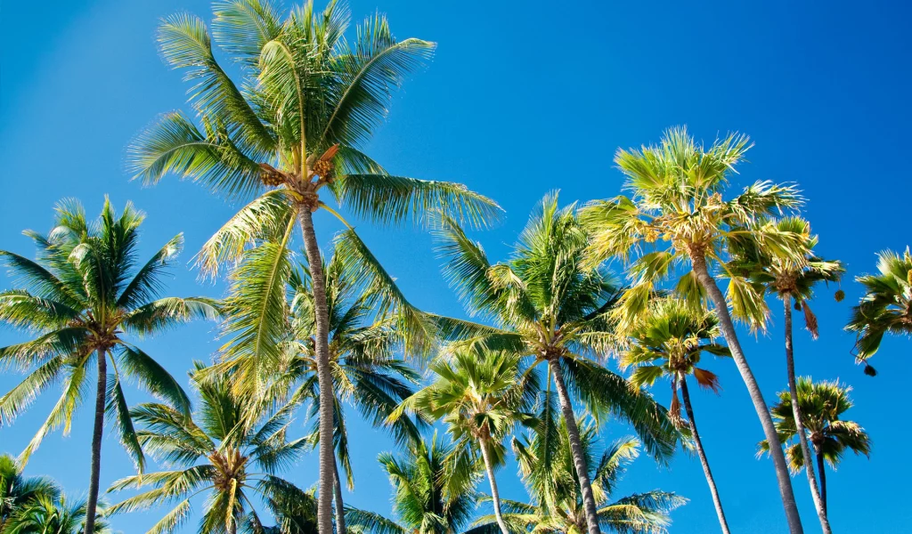 пальмы, листья, palms, paradise