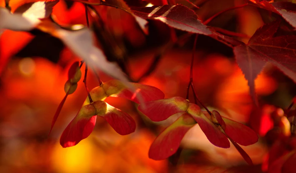 red, жилы, листья, оранж