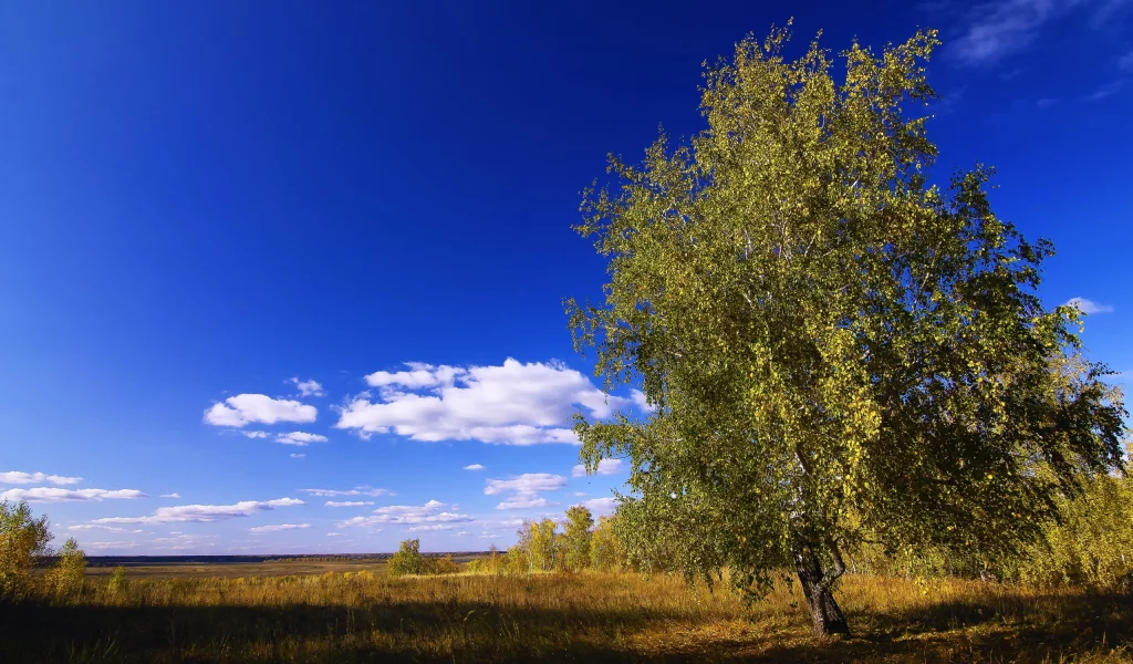 поле, дерево, небо