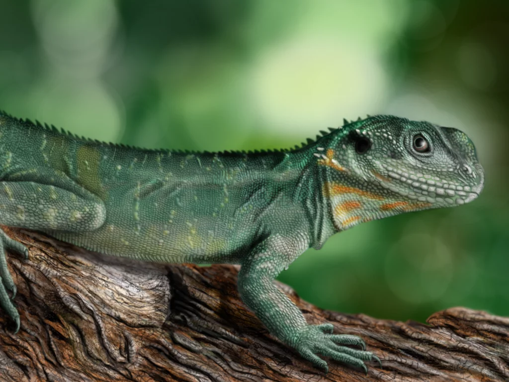 physignathus lesueurii, ящерка, green