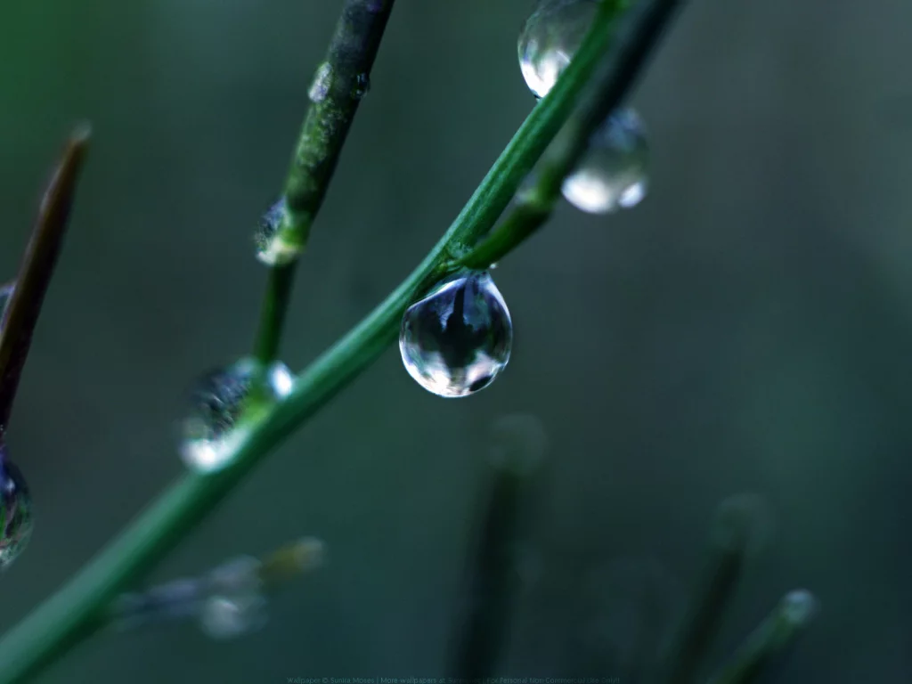 капли, green drop, ветка