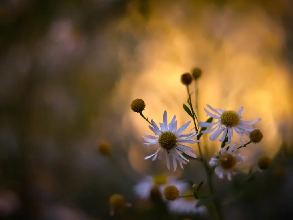растения, цветы, spring wallpaper, обои, ромашки, цветение, природа