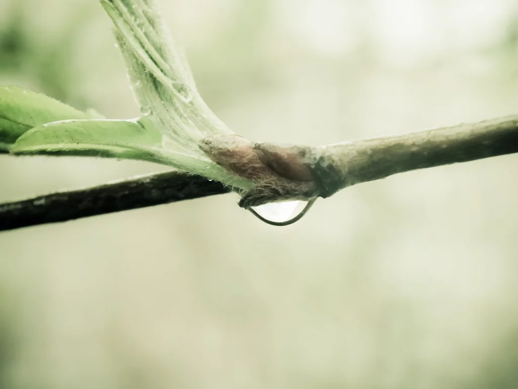 water drop, природа, sprout, nature, ветка, macro, branch, макро, 2560x1600, капля воды, росток