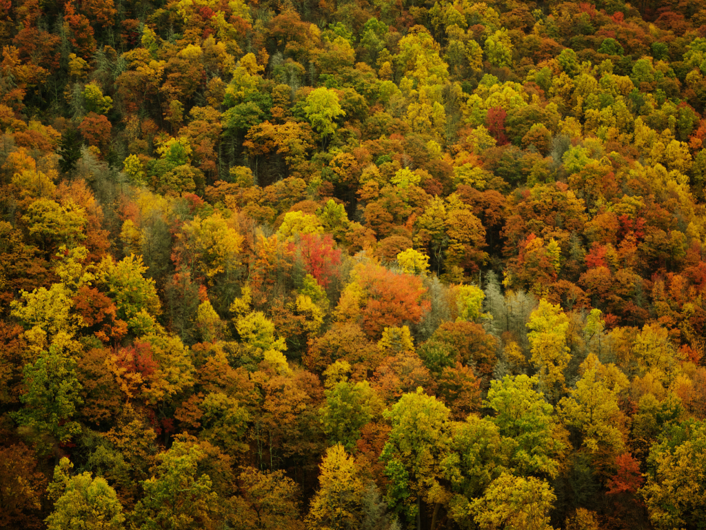 осенние обои, леса, природа, листья, деревья, осень