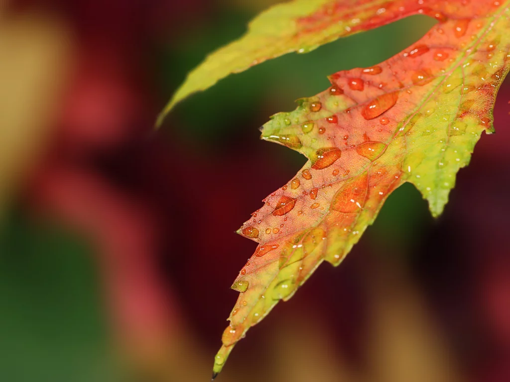 капли, лист, autumn, осень