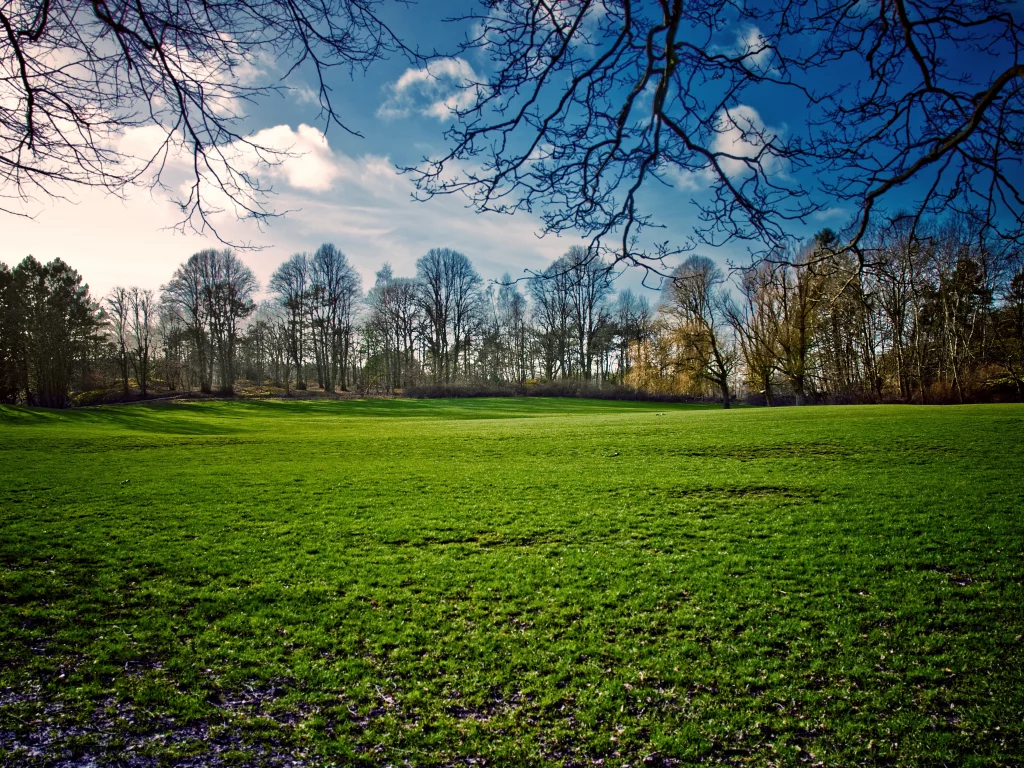 поле, весна, spring, природа, трава, небо, пейзаж, деревья, солнце, день