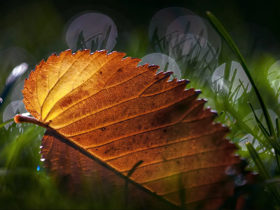 листик, макро, трава, leaves