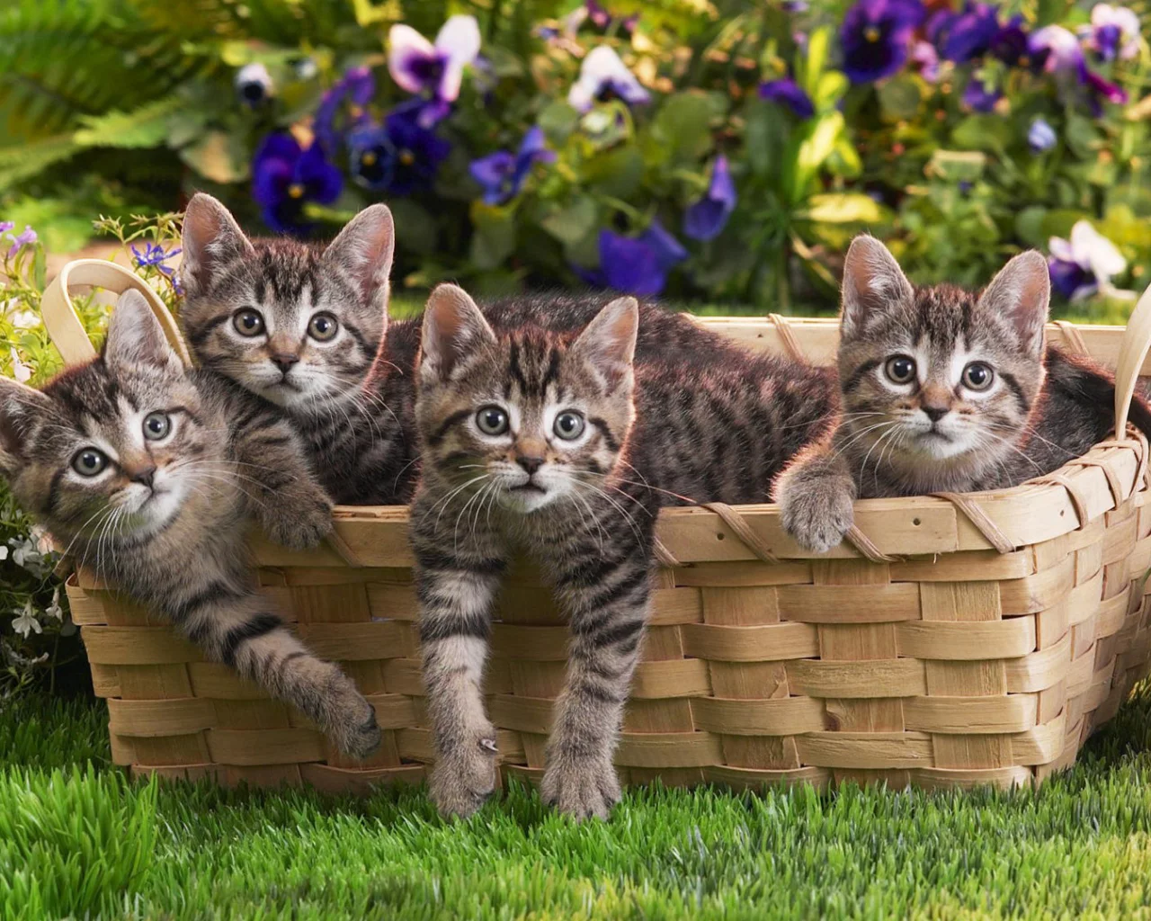 КОТЯТА, БЛИЗНЯШКИ