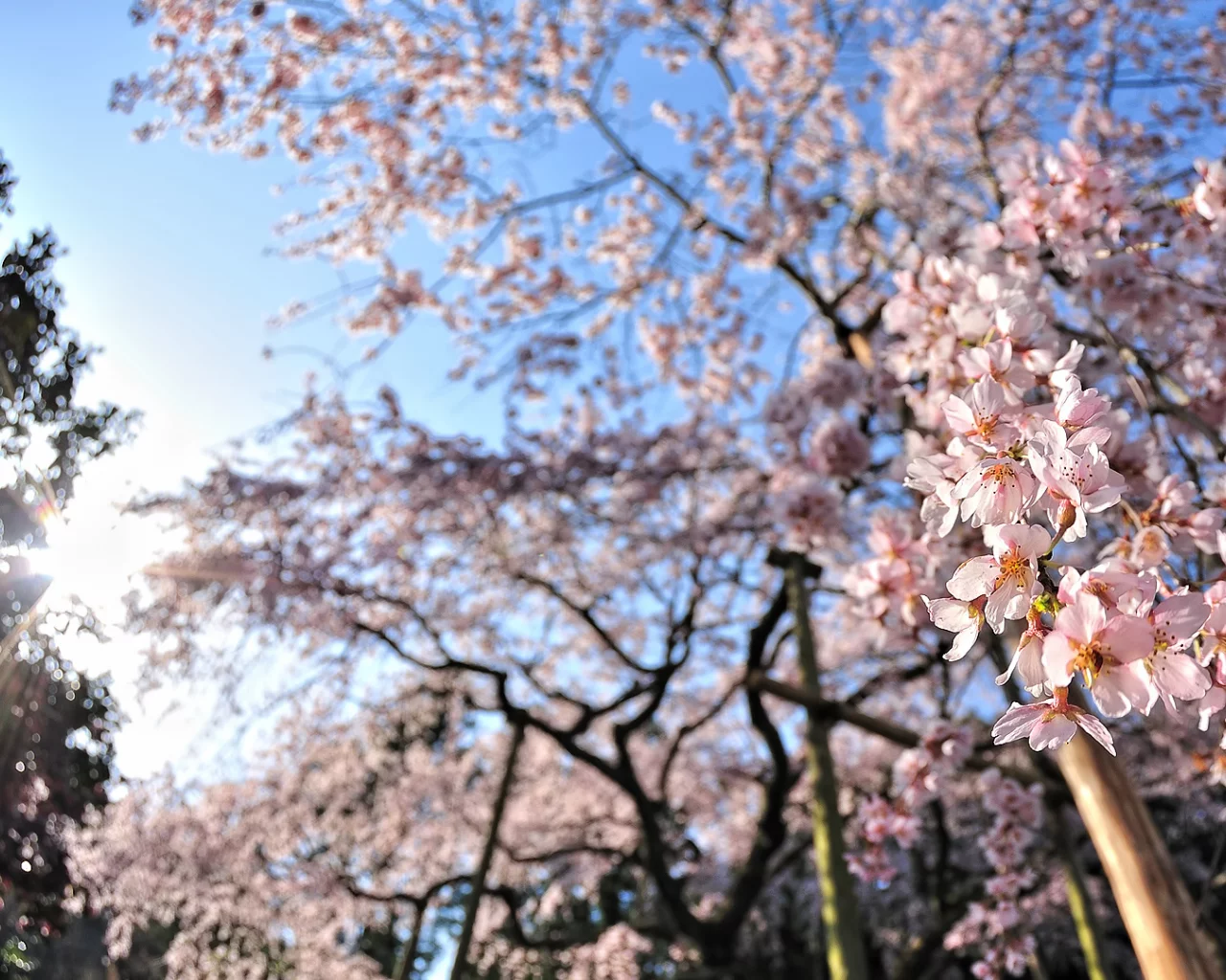 деревья, cherry blossom, вишня, настроение, цветение, солнце, цветы, лучи, весна, обои