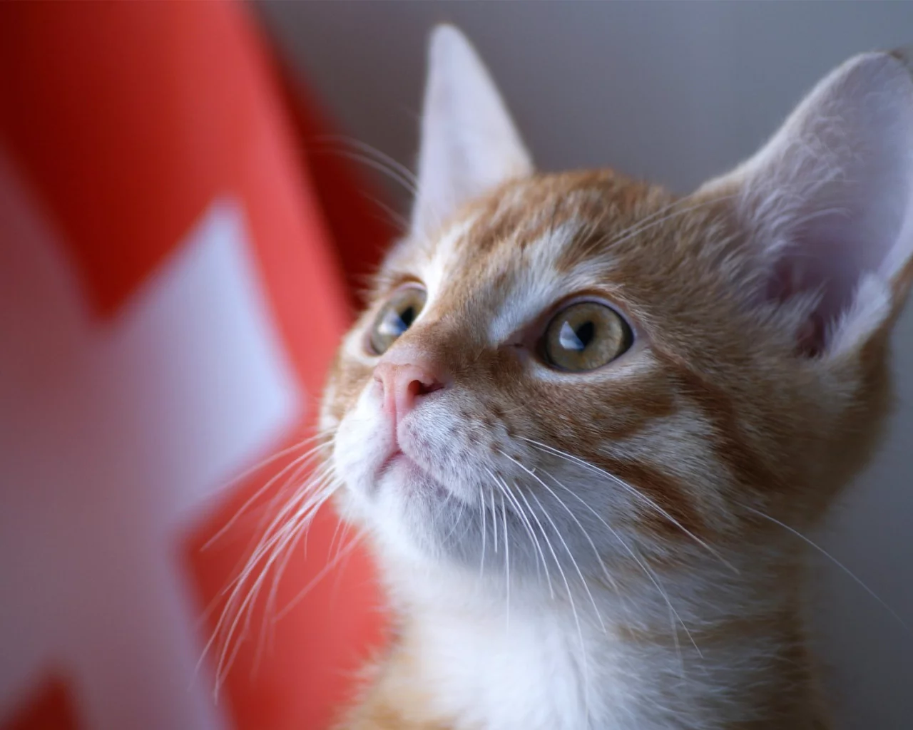 kitty, швейцария, котенок, кот