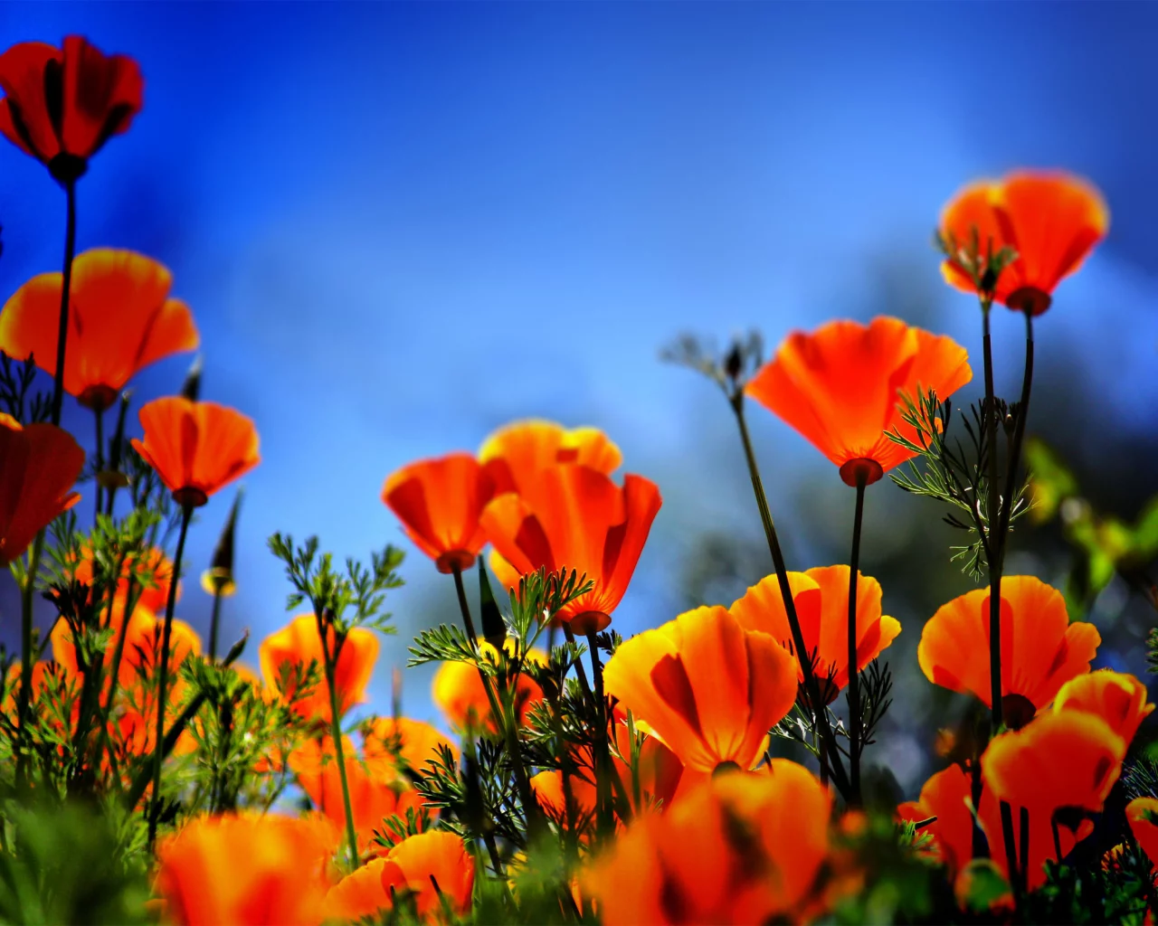 огонь, poppies on fire, маки