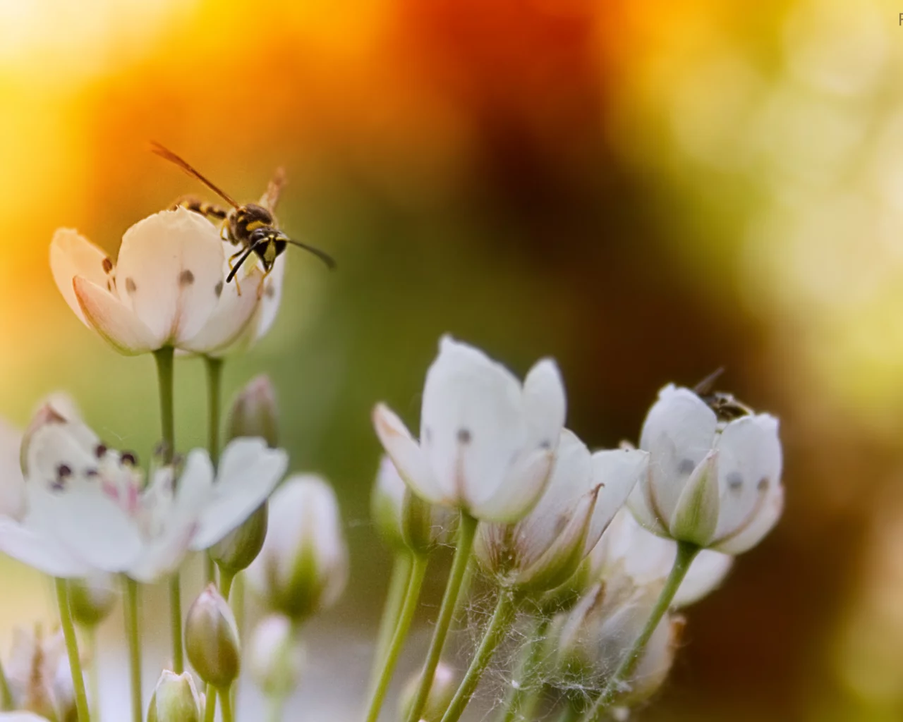 bee, цветы, пчела, закат