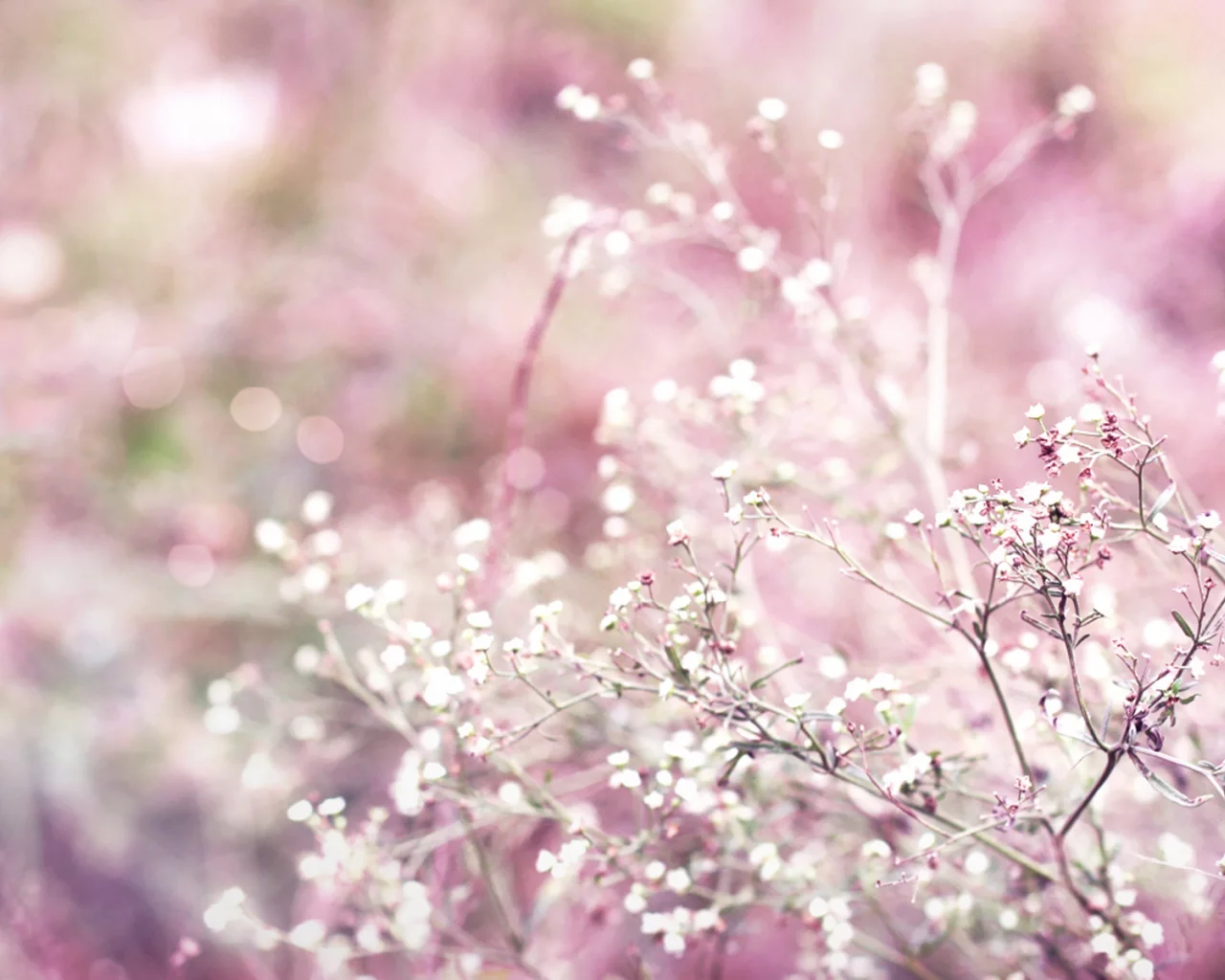 растение, bokeh, розовый