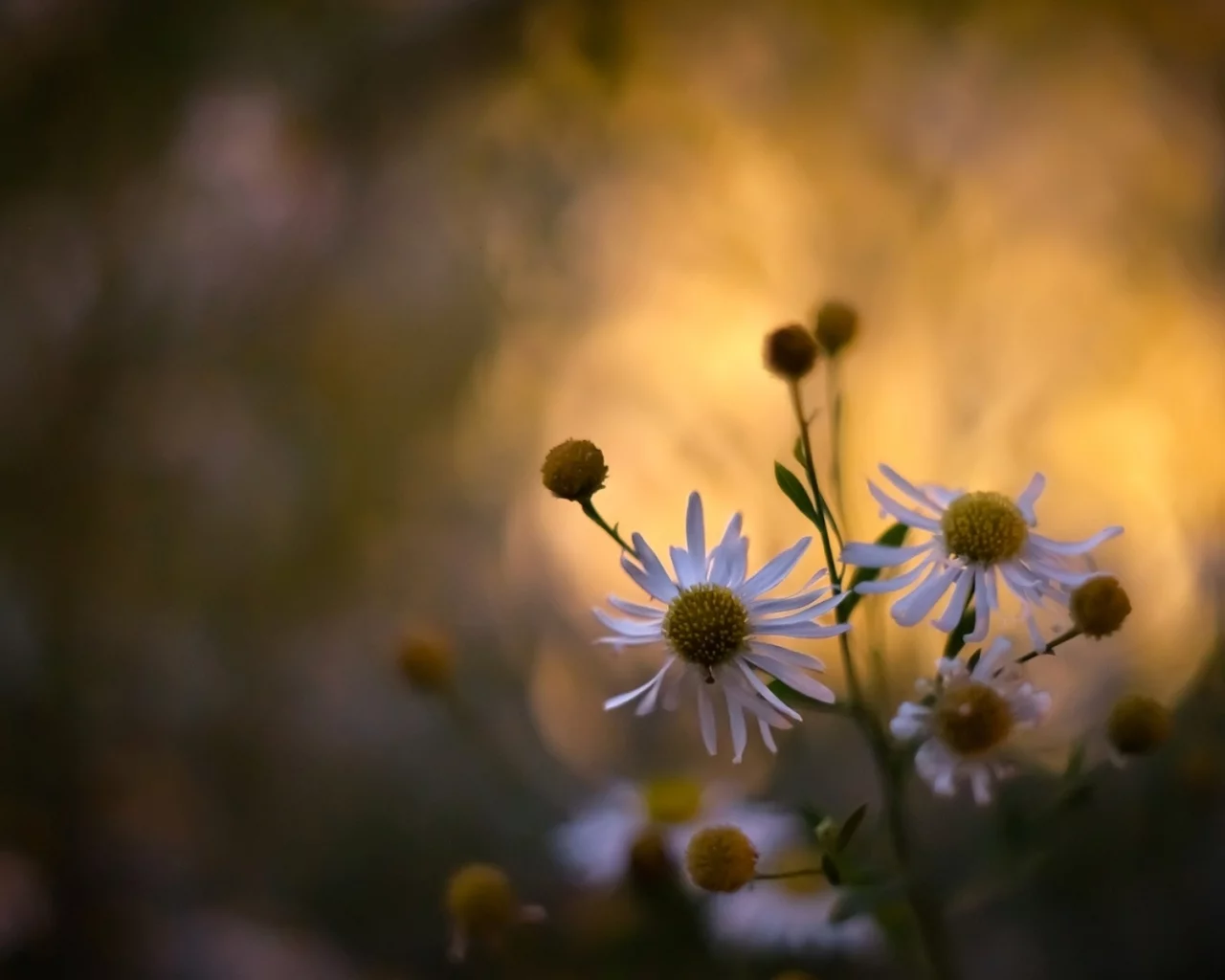 растения, цветы, spring wallpaper, обои, ромашки, цветение, природа