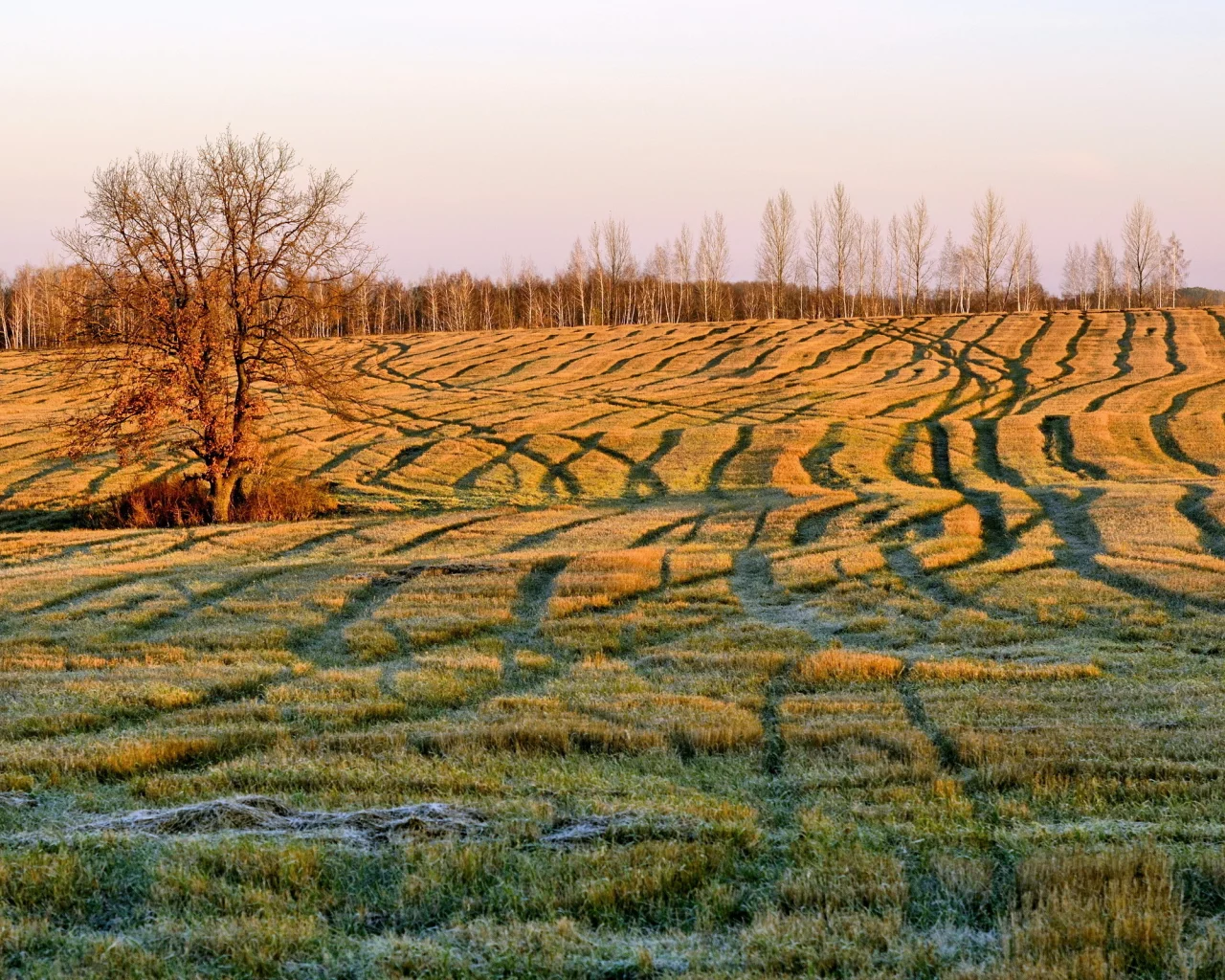 поле, осень, утро