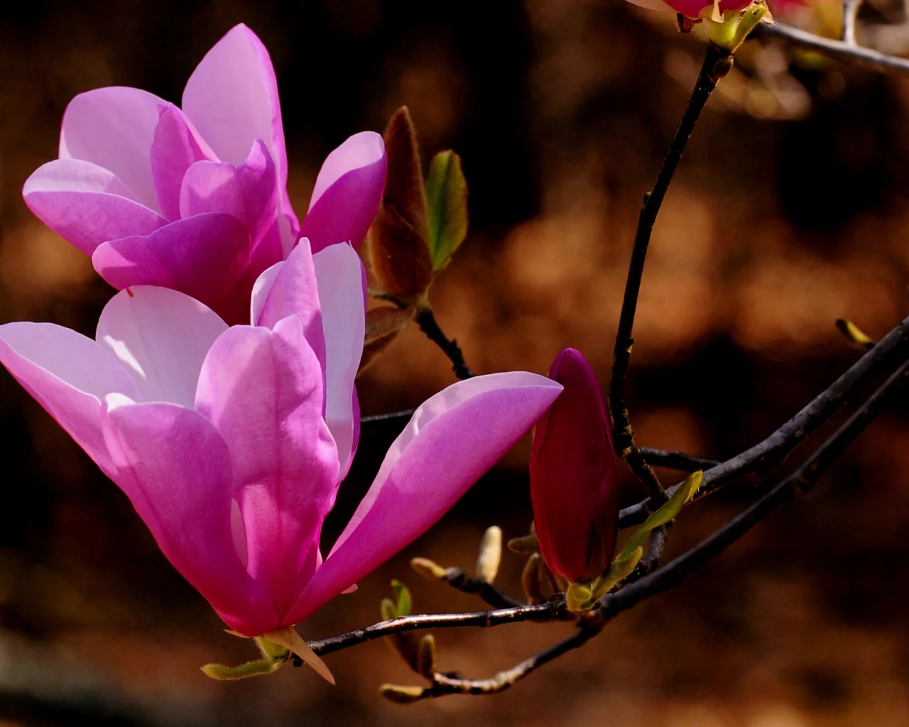 nature, веточка, природа, цветы