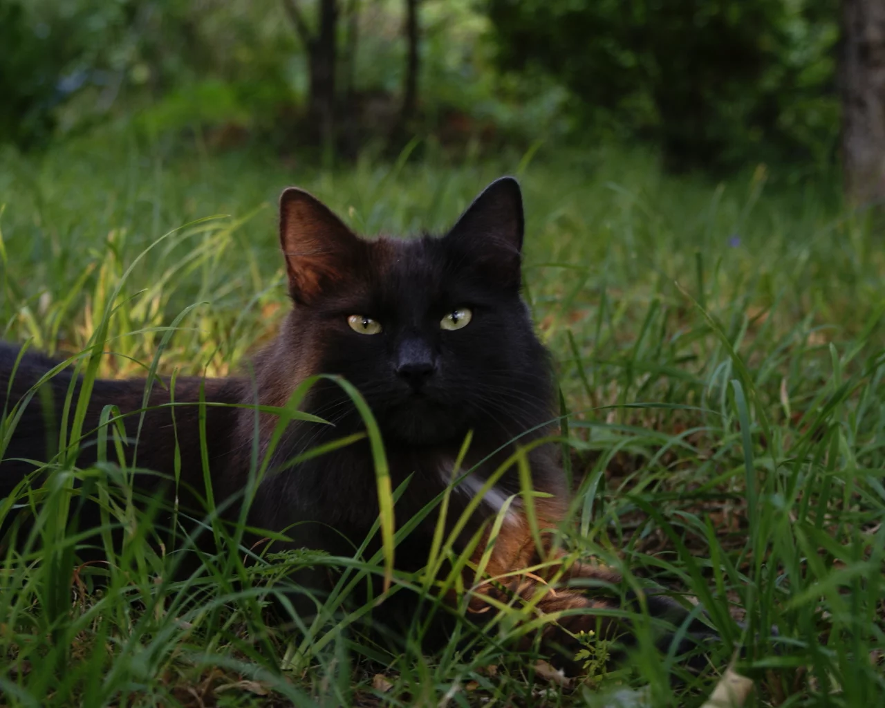 кошки, животные, природа