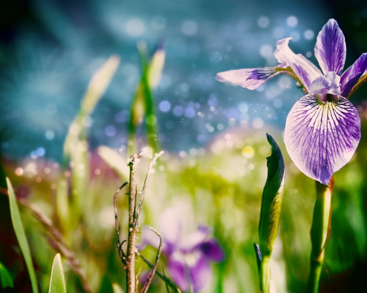 цветы, листки, природа, цветок, ирис, трава, nature, макро